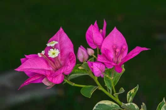 closeup of pink Bougainvillea flowers in the garden,
shot with natural light