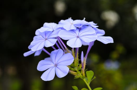 closeup of Plumbago flowers in the garden,
shot with natural light