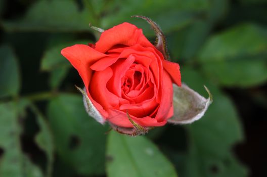 closeup of red Rose flower in the garden,
shot with natural light