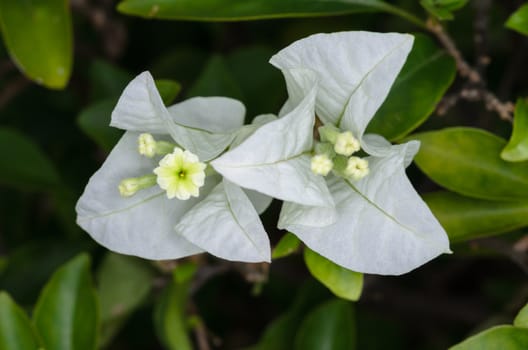 closeup of white Bougainvillea flowers in the garden,
shot with natural light