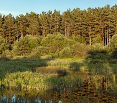 The blue sky, the green wood and meadow with a grass, the like in the summer