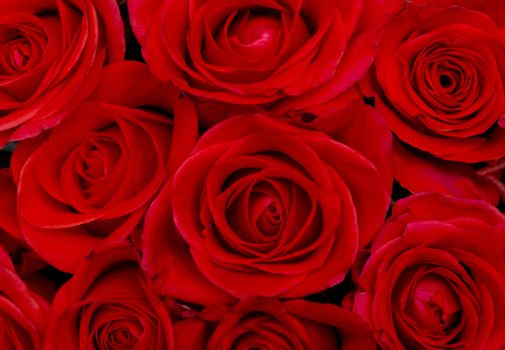 beautiful red roses, background texture