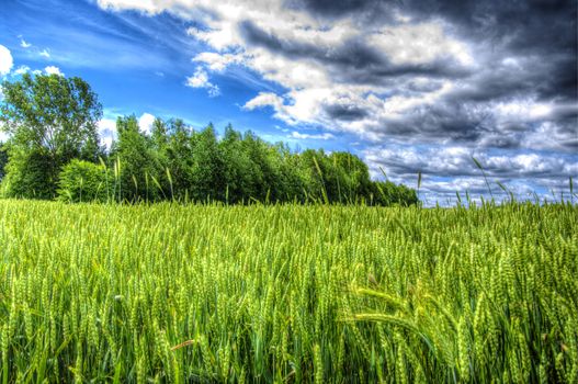 The rye starts to grow ripe in the middle of summer