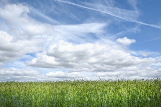 The rye starts to grow ripe in the middle of summer