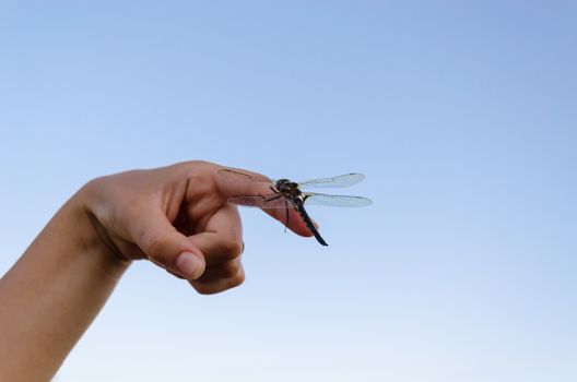 large damselfly insect sit on womans finger.