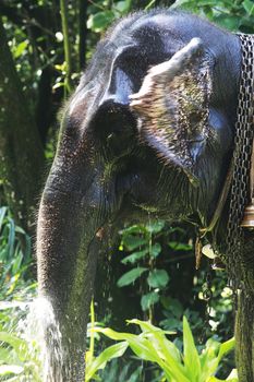The elephant bathes in water. Sri Lanka
