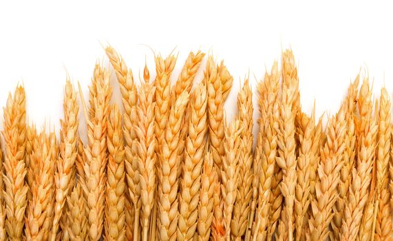 Sheaf Golden Wheat Ears, on white background