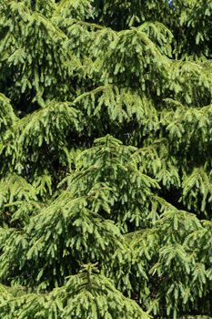 Green background of Christmas pine tree branches