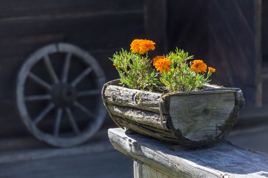 Flowers in the old wooden flower pot