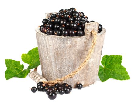 Black currant in a wooden bucket on white background