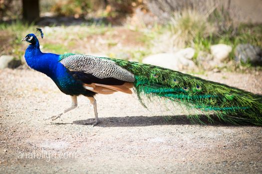 Beautiful male peacock lying on green lawn atracting female.