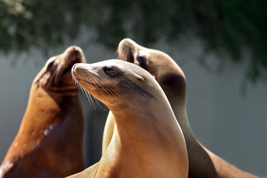 Many Seals in the sun