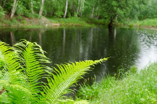 glassy green fern leaves in the background of the village pond glittering raindrops