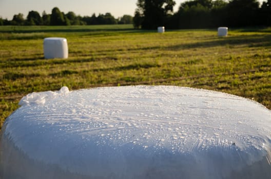 polythene wrapped grass bales haystacks fodder for animal on harvested meadow.