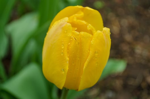 close up of yellow dewy tulip blossom