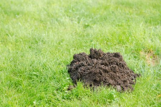 fresh molehill on a green meadow site in the spring day