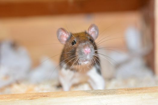 a joung ,little rat in a cage looks in the cam