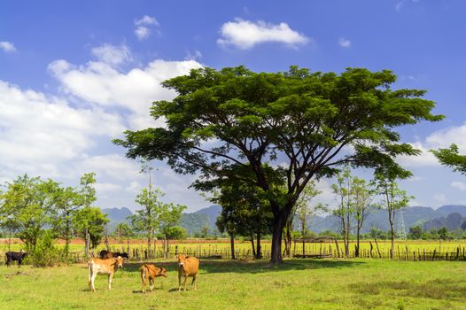 Cows Beside Road, Laos in Khammouane province. 