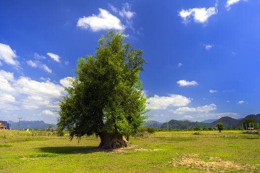 Tree Beside The Road, Laos. Khammouane province. 