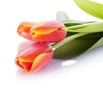 The bouquet of red tulips lies on a white background