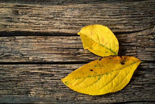 abstract season background yellow leaves on wood