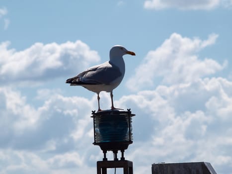 Seagull standing on a lamp pole in an entry to a port marina