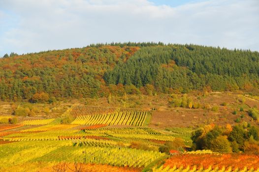 Forest and vineyards near Enkirch on the Moselle in autumn