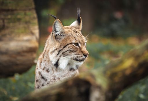 Eurasian lynx in forest in daytime