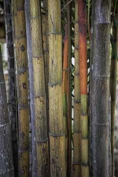 Bamboo close up, nice grunge texture for your projects