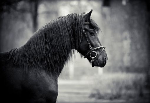 Black stallion. Portrait of a sports black horse. Thoroughbred horse. Beautiful horse. Sports horse.