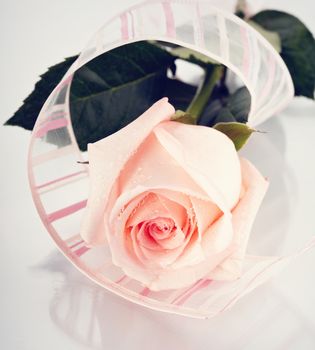  Rose with a tape. Beautiful pink rose. Pink rose. Rose on a white background. Pink flower.