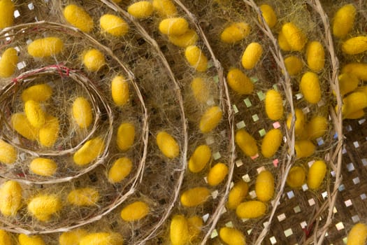 group of silk worm cocoons in nests