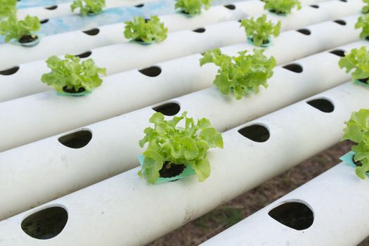 Hydroponic vegetable is planted in a garden