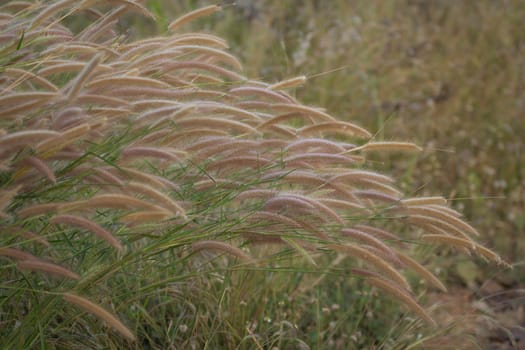 Grass together in a group in the forest.