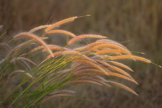 Grass together in a group in the forest.