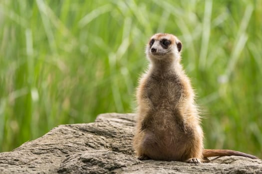 Meerkat looking around and checking out it's surroundings