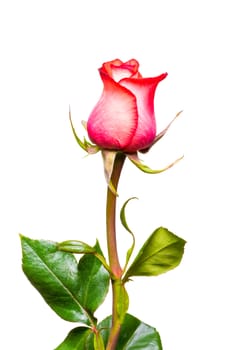 Pink rose closeup on a white background