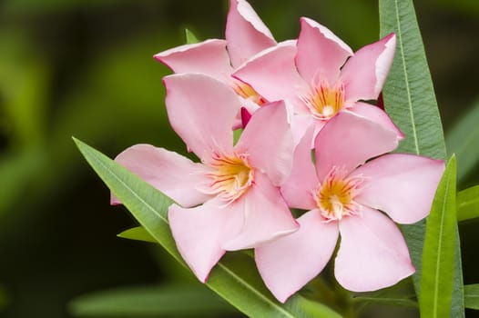 Nerium oleander, evergreen shrub or small tree in the dogbane family Apocynaceae, toxic in all its parts.