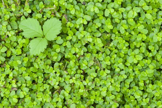 Detail of green grass with green leaves