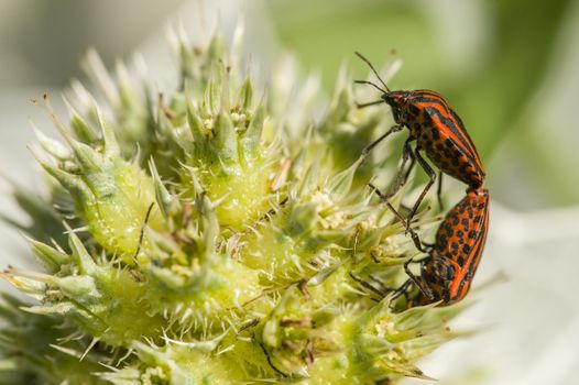 Mating of Graphosoma italicum coleopterons on green plant