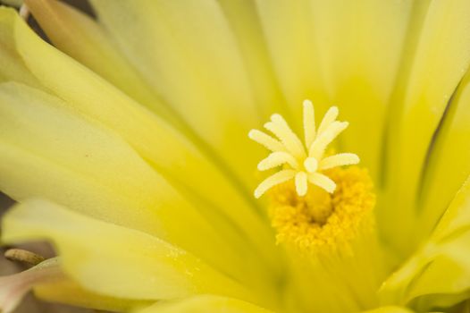 Thelocactus setispinus, known commonly as Hedgehog cactus or the Miniature Barrel Cactus, is a cactus in the family Cactaceae.