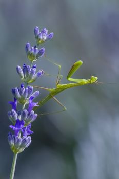 Male praying mantis on lavander flower spike
