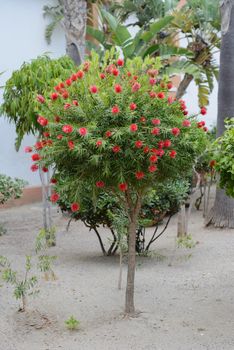 Typical southern tree with red flowers in garden