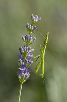 Male praying mantis on lavander flower spike