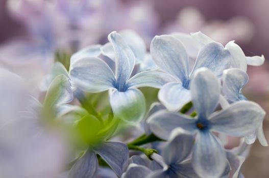 Macro shot of lilac flower. Shallow depth of field