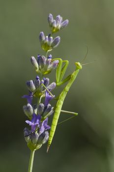 Male praying mantis on lavander flower spike