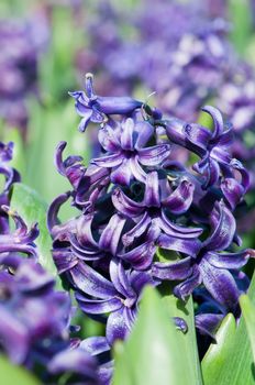 Macro shot of beautiful purple hyacinths flowers