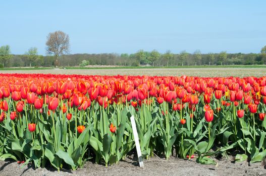 Typical red tulips field in Holland, blue sky