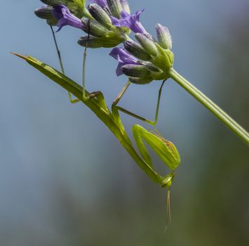 Male praying mantis on lavander flower spike