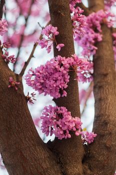 Small pink flowers growing on tree, Spain